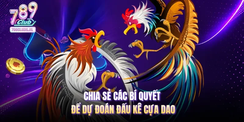 Chia sẻ các bí quyết để dự đoán đấu kê cựa dao