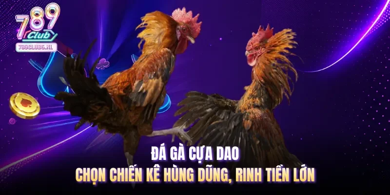 Đá gà cựa dao