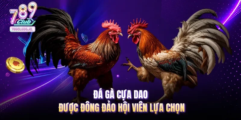 Đá gà cựa dao được đông đảo hội viên lựa chọn