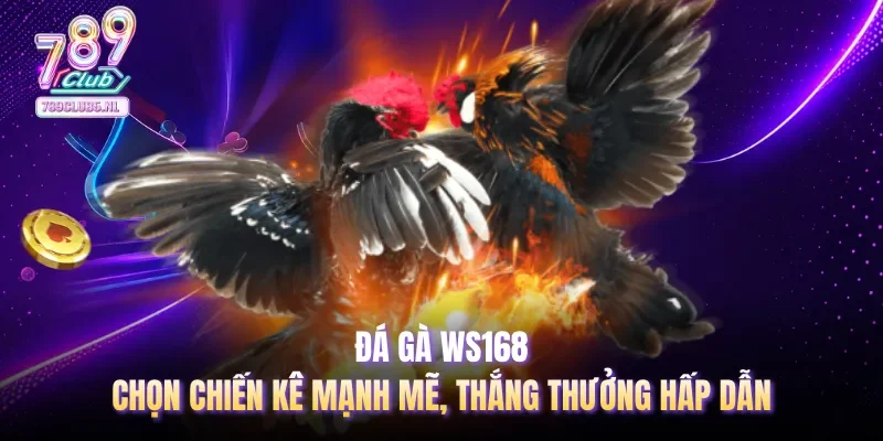 Đá gà WS168