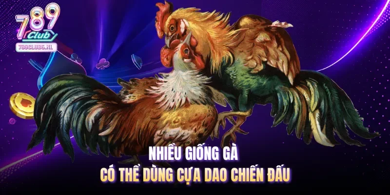 Nhiều giống gà có thể dùng cựa dao chiến đấu