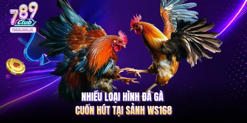 Nhiều loại hình đá gà cuốn hút tại sảnh WS168