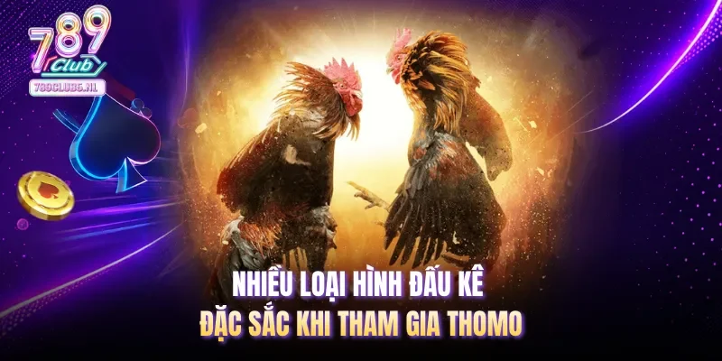 Nhiều loại hình đấu kê đặc sắc khi tham gia Thomo