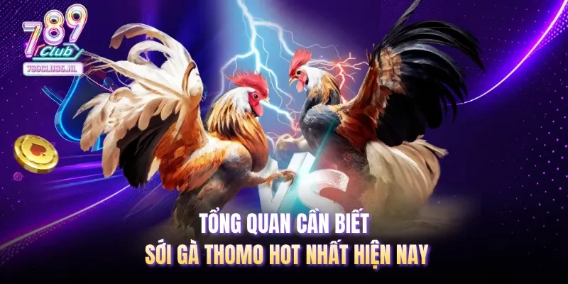 Tổng quan cần biết sới gà Thomo hot nhất hiện nay